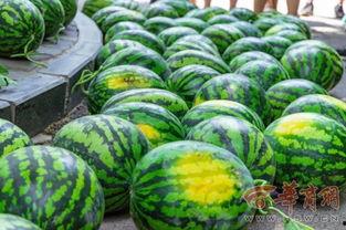 江苏传媒学院吃瓜,揭秘校园热点事件背后的真相