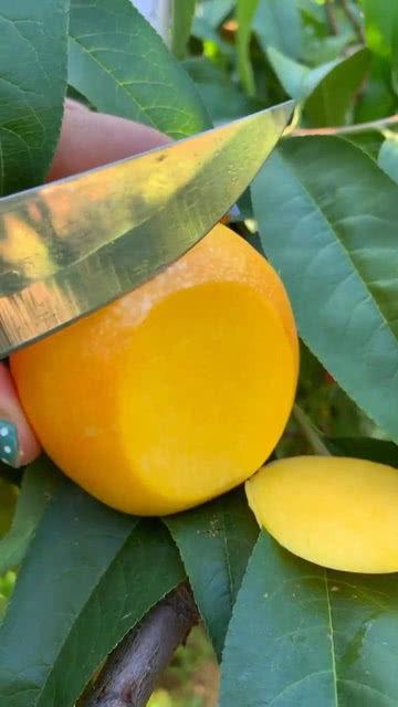 大清早吃的瓜,瓜田里的新鲜事儿