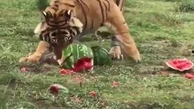 北方老虎带你吃瓜,北方老虎带你领略瓜界盛宴