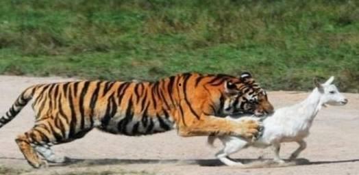 北方老虎带你吃瓜,北方老虎带你领略瓜界盛宴