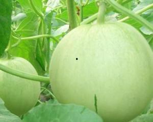 孕妇可以吃大树瓜吗,大树瓜的适宜食用与注意事项