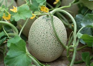 狗头人吃哈密瓜,一场意外的美味邂逅