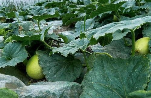 吃脆瓜的样子,尽享夏日清新滋味