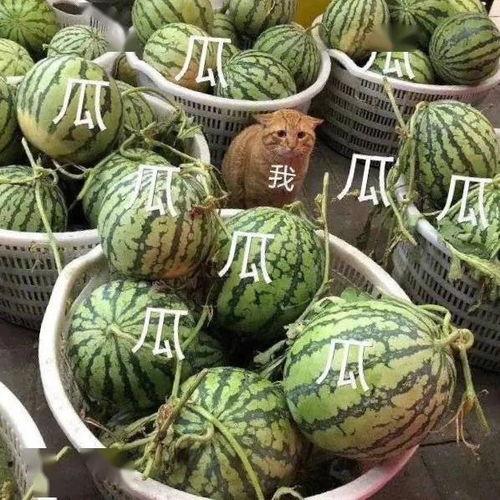 会长吃瓜最新,揭秘娱乐圈最新热点事件