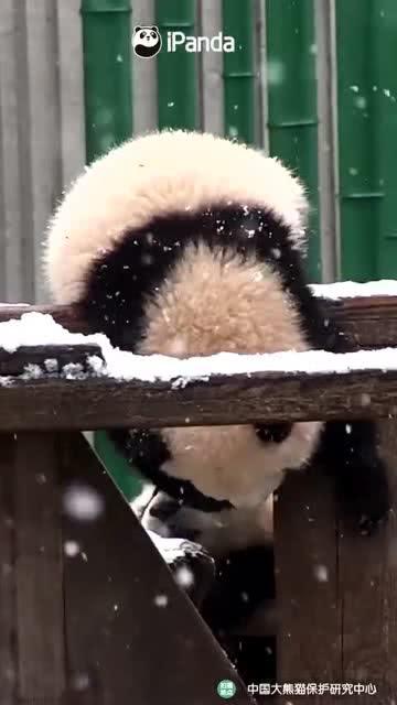 吃瓜小熊日,揭秘熊界美食狂欢背后的故事