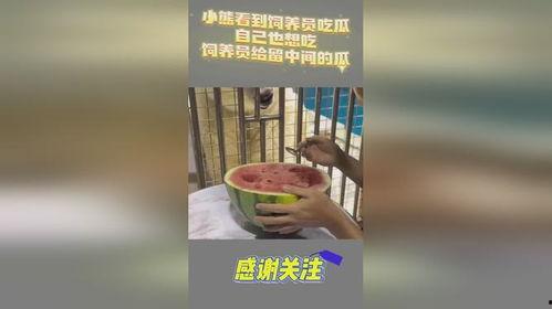 吃瓜小熊日,揭秘熊界美食狂欢背后的故事