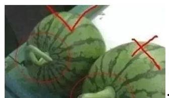 吃瓜怎么挑瓜视频,教你如何挑选美味多汁的吃瓜技巧