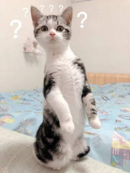 猫咪的日常吃瓜,瓜果时光里的悠闲生活