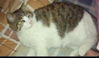 猫咪的日常吃瓜,瓜果时光里的悠闲生活