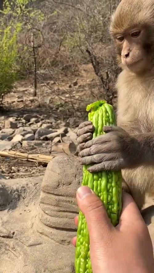 猴子传奇吃瓜,吃瓜背后的智慧与成长