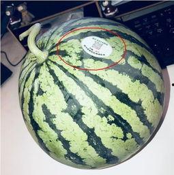 定远网红吃瓜,揭秘背后真相与网络舆论风暴