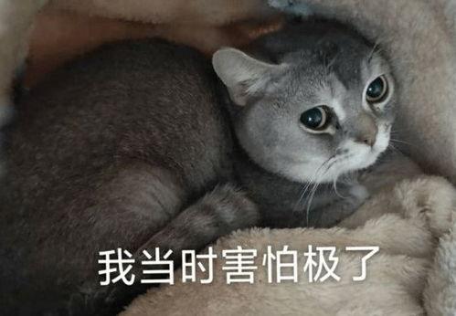 我吃瓜你放心图片,网络热图背后的故事与启示