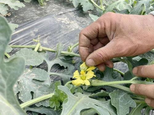 悄悄吃瓜的小号,网络世界的神秘观察者