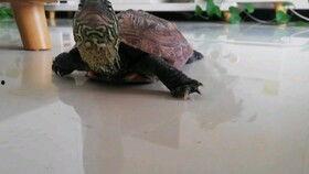 吃两瓜的乌龟,探寻自然和谐共生之道