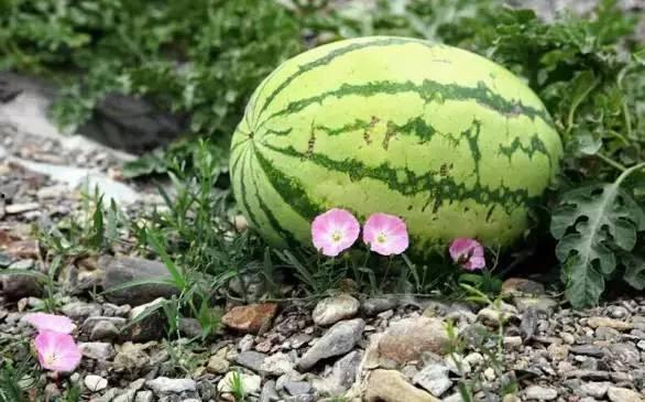 白天在线吃瓜,揭秘网络热议背后的真相