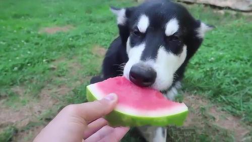 瓜哥动物也吃瓜,揭秘动物界的“瓜”食之谜