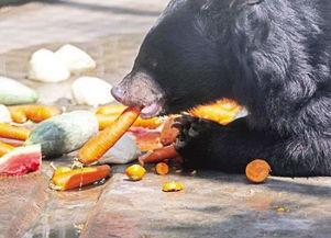 瓜哥动物也吃瓜,揭秘动物界的“瓜”食之谜