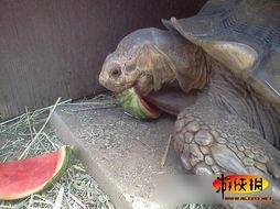 瓜哥动物也吃瓜,揭秘动物界的“瓜”食之谜