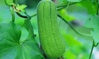 多人吃瓜的好处,共享快乐与智慧