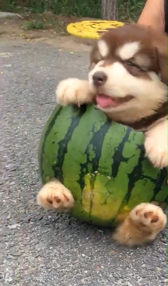 狗吃小蜜瓜,小蜜瓜美食之旅