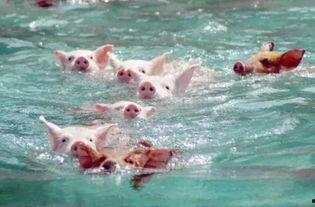 小猪吃瓜 日本兔子岛,日本兔子岛之旅