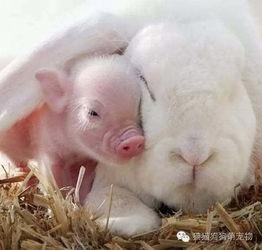 小猪吃瓜 日本兔子岛,日本兔子岛之旅