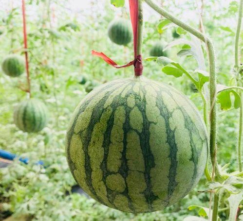 瓜哥带你吃瓜抗日