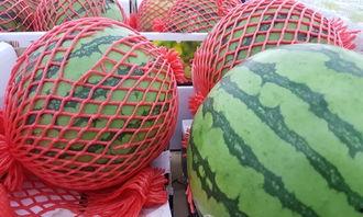 吃瓜检测科,揭秘食品安全背后的神秘力量