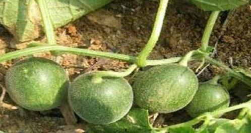 吃李李瓜,探寻李李瓜的独特魅力