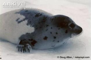 小海豹吃瓜,小海豹的夏日瓜果盛宴