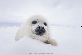 小海豹吃瓜,小海豹的夏日瓜果盛宴