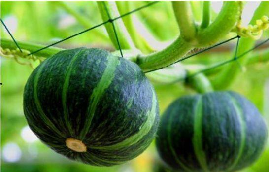 便秘吃贝贝瓜,缓解便秘的天然良方