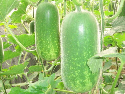 a718吃瓜,网络舆论的狂欢与反思