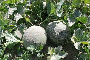 瓜尔怎么吃,从原料到餐桌的奇幻之旅