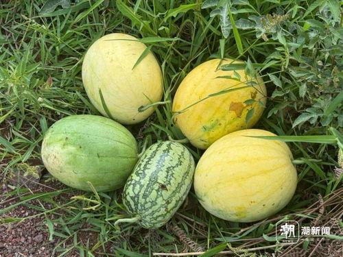 太空瓜怎样吃,太空瓜的神秘食法揭秘