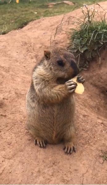 地下吃瓜的土拨鼠视频,揭秘神秘地下生活