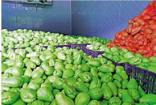 吃瓜菜的文案,探寻美味与健康的完美融合