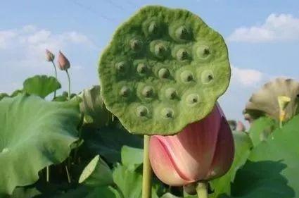 吃过莲子可以吃瓜吗,同食相宜的养生搭配探索