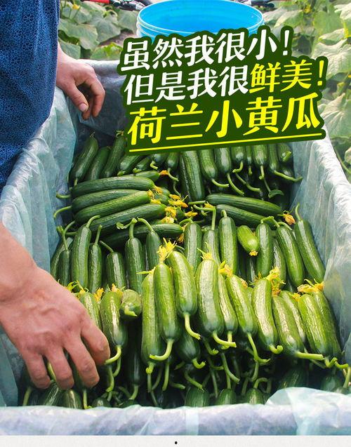 小绿瓜特效吃瓜