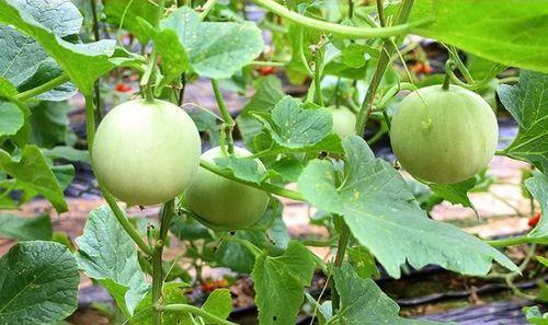 请黑色吃瓜,揭秘娱乐圈背后的秘密与真相