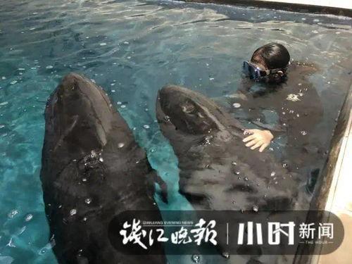 吃瓜里的鲸鱼,揭秘鲸鱼美食背后的故事