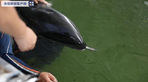 吃瓜里的鲸鱼,揭秘鲸鱼美食背后的故事