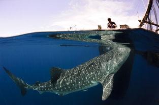 台湾吃瓜渔民图片高清,温馨画面引网友热议