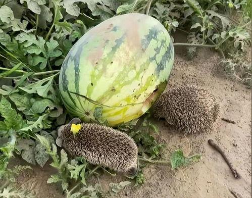 瓜田里吃瓜的cha,品味夏日清凉时光