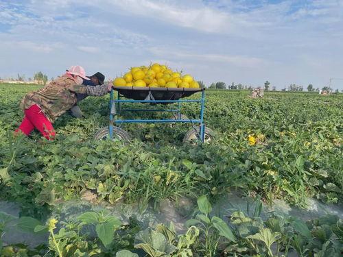 绿洲的吃瓜,夏日盛宴尽享