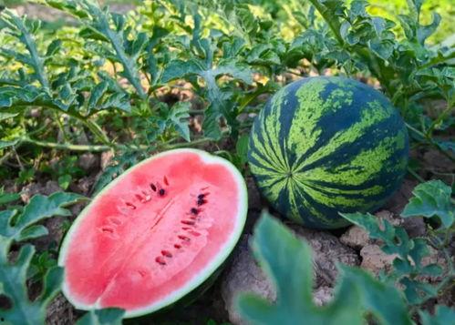 张彭吃瓜,揭秘娱乐圈幕后故事