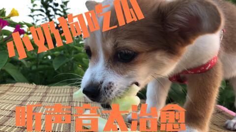 狗狗吃的瓜,瓜类美食的诱惑与营养