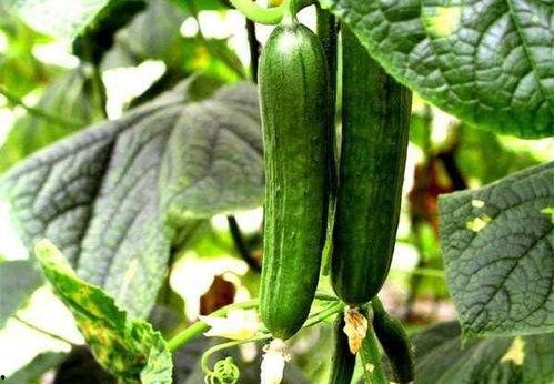 茄瓜能泡水多久吃