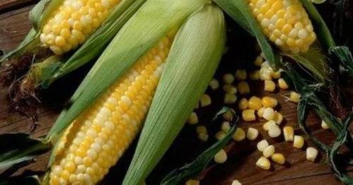 吃瓜的苞米女王,吃瓜界的风云人物