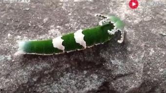 吃瓜视频动物大全,吃瓜视频带你领略动物世界奇观大全